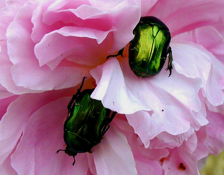 http://nsm01.casimages.com/img/2007/12/05//071205104616171381483754.jpg