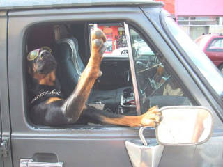 chienlut