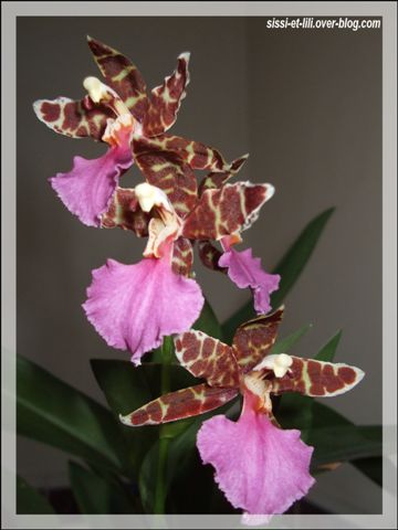 Image hébergée par Casimages.com : votre hébergeur d images simple et gratuit