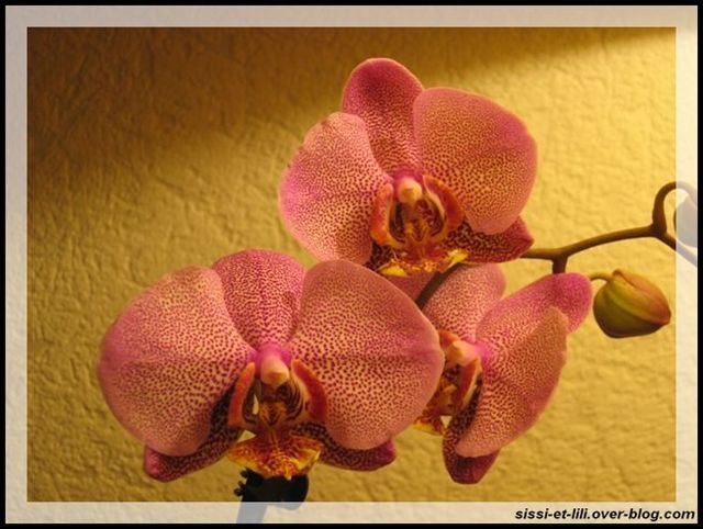 Image hébergée par Casimages.com : votre hébergeur d images simple et gratuit