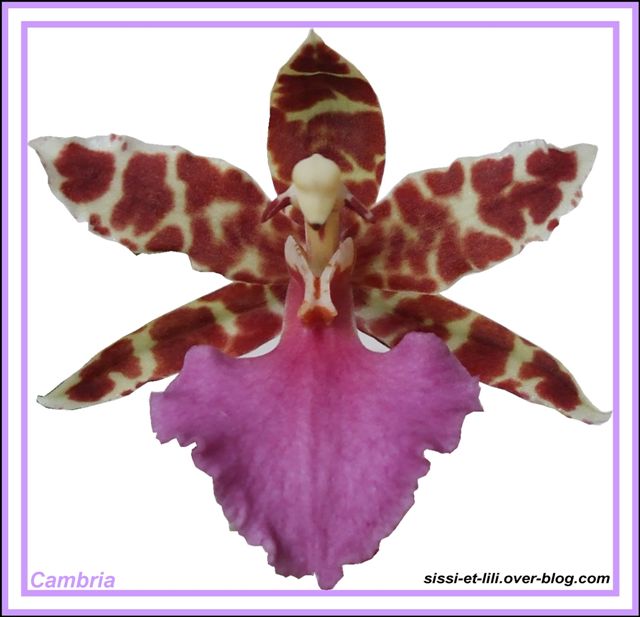 Image hébergée par Casimages.com : votre hébergeur d images simple et gratuit