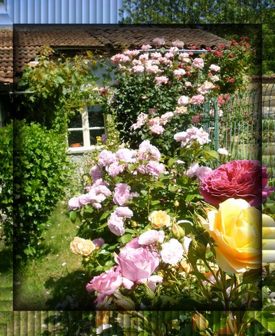 roses