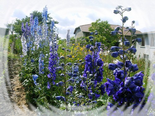 Delphinium