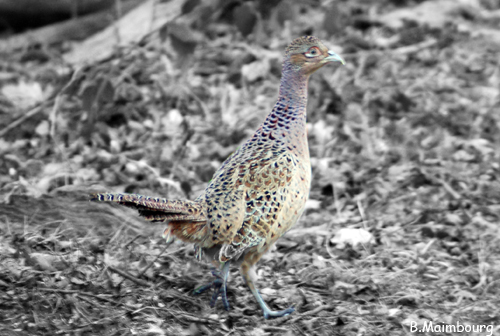 Image hébergée par Casimages.com : votre hébergeur d images simple et gratuit