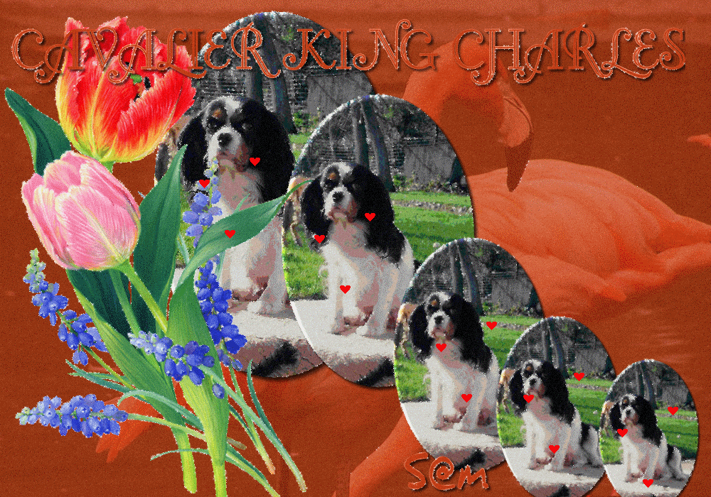 Image h�berg�e par Casimages.com : votre h�bergeur d images simple et gratuit