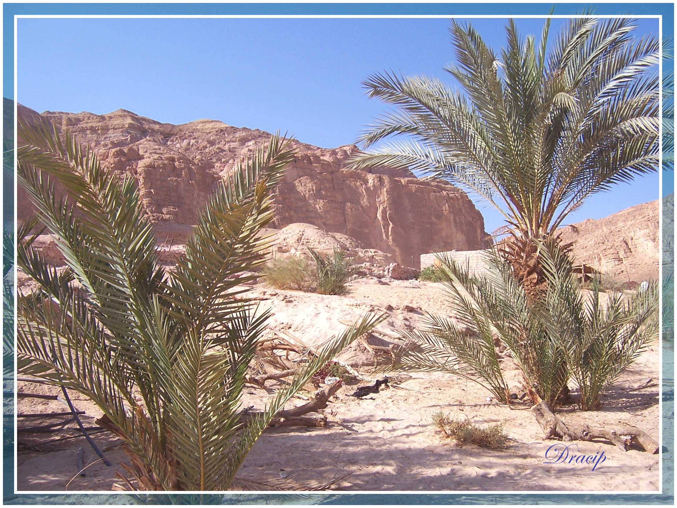 Désert du Sinaï.Egypte.Copyright