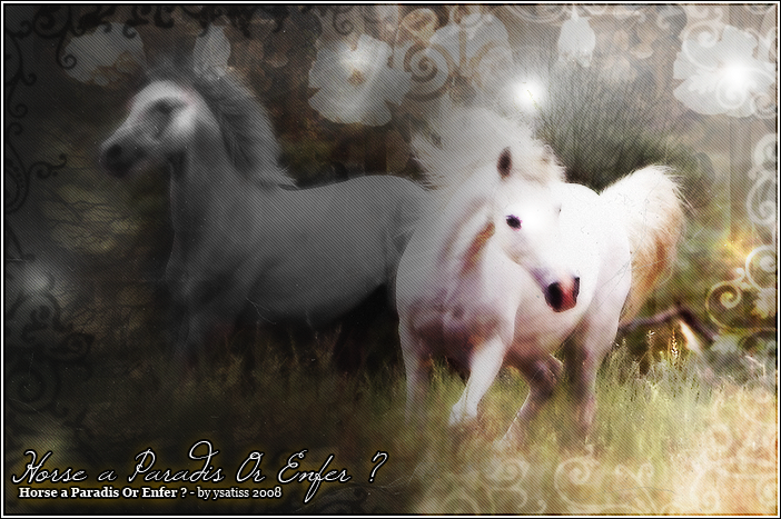  Horse a Paradis Or Enfer ?
