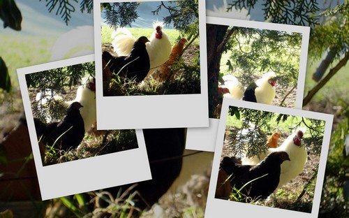 Image hébergée par Casimages.com : votre hébergeur d images simple et gratuit