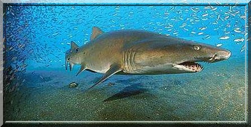 carcharias taurus