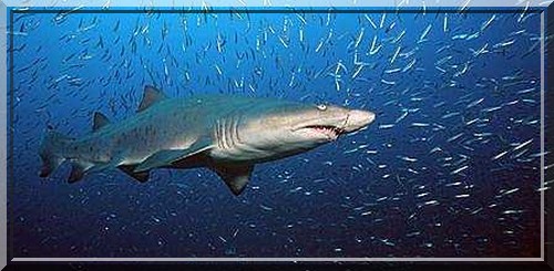 requin taureau