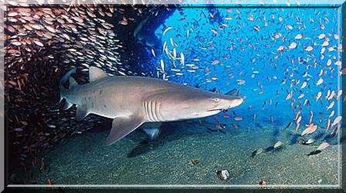 sand tiger shark