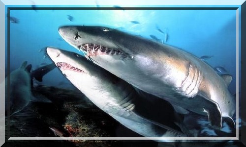 Le requin taureau en couple