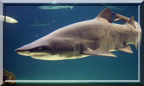 requin taureau (sand tiger shark)