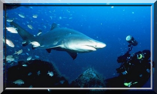 Carcharias taurus