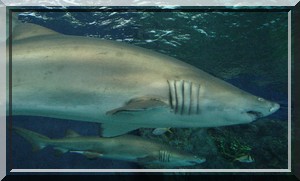 requin taureau en groupe