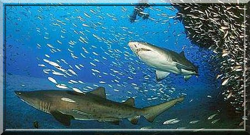 requin taureau en chasse
