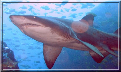 Le requin taureau