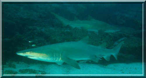 sand tiger shark