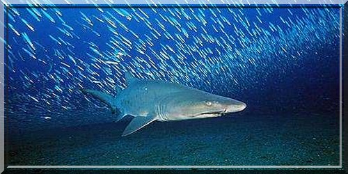 Le requin taureau