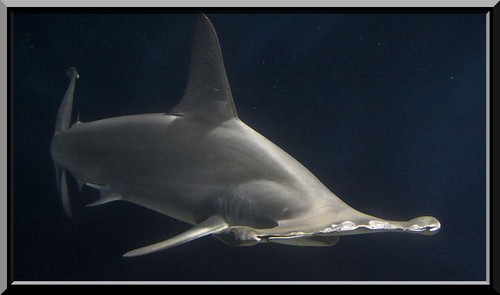 Le grand requin marteau (sphyrna mokarran)