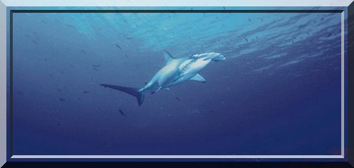 grand requin marteau entre deux eaux