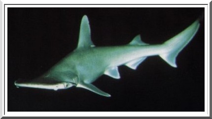 Le grand requin marteau
