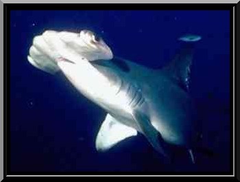 sphyrna mokarran