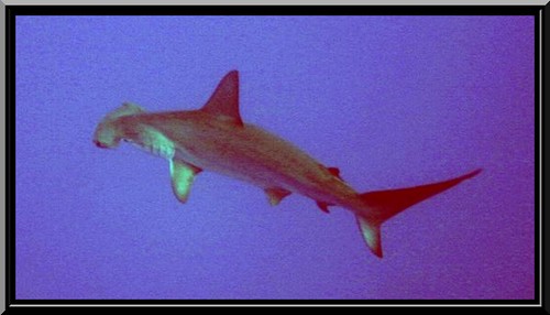 Le grand requin marteau