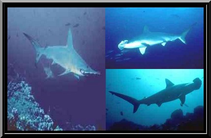 grand requin marteau en montage multi