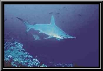 grand requin marteau (sphyrna mokarran)