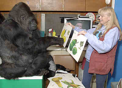 Koko est à l'initiative d'un film intitulé Koko le gorille qui parle