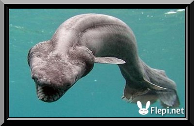 Le requin : requin primitif du japon