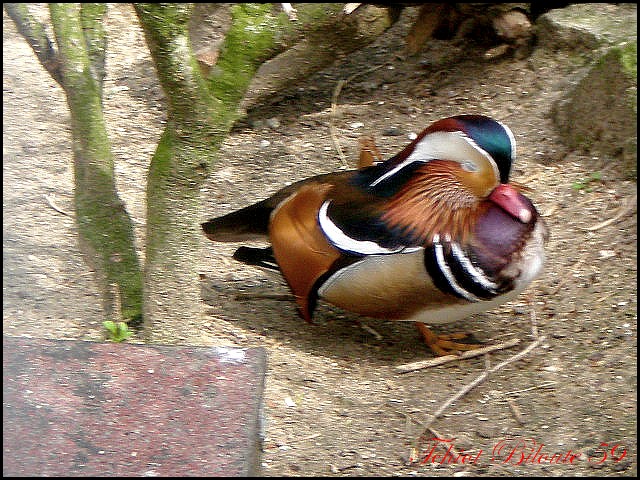 Image hébergée par Casimages.com : votre hébergeur d images simple et gratuit
