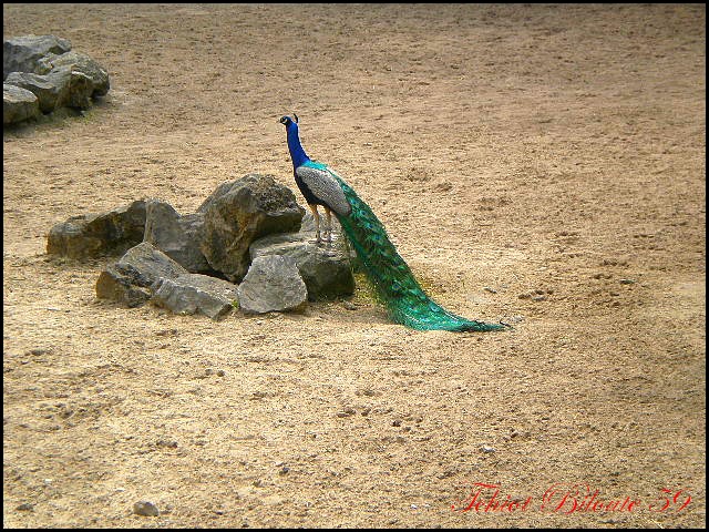 Image hébergée par Casimages.com : votre hébergeur d images simple et gratuit