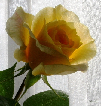 Image hébergée par Casimages.com : votre hébergeur d images simple et gratuit