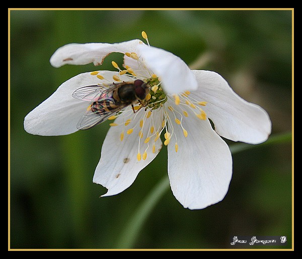 Image hébergée par Casimages.com : votre hébergeur d images simple et gratuit