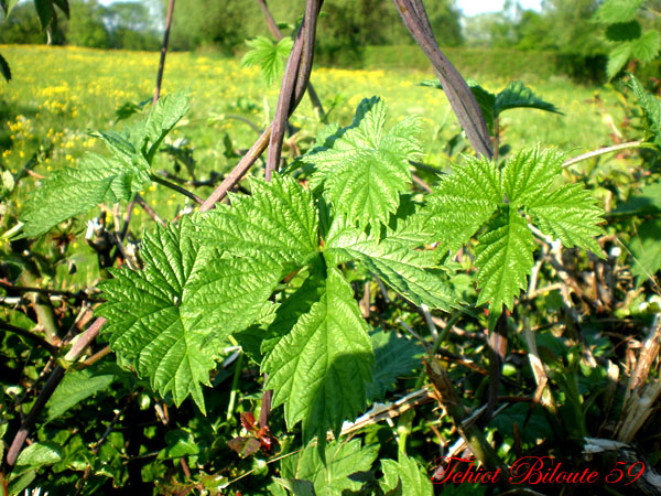 Image hébergée par Casimages.com : votre hébergeur d images simple et gratuit
