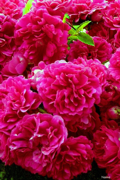 Image hébergée par Casimages.com : votre hébergeur d images simple et gratuit