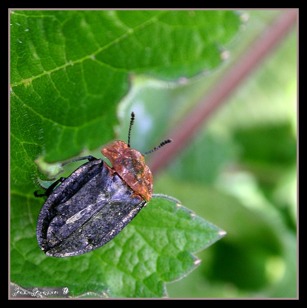 Image hébergée par Casimages.com : votre hébergeur d images simple et gratuit