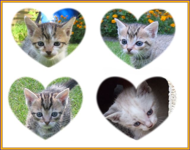 Image hébergée par Casimages.com : votre hébergeur d images simple et gratuit