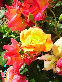 Hebergement gratuit d image et photo