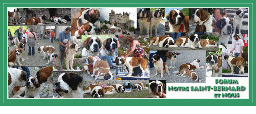 Forum Notre saint Bernard & Nous