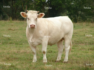 Image hébergée par Casimages.com : votre hébergeur d images simple et gratuit