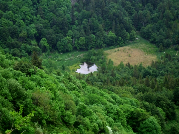 tourbi? du Frankenthal ?ng noir vosges