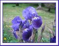 Cliquez pour afficher l'image en taille r�elle