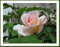 Cliquez pour afficher l'image en taille r�elle