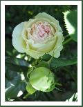Cliquez pour afficher l'image en taille r�elle