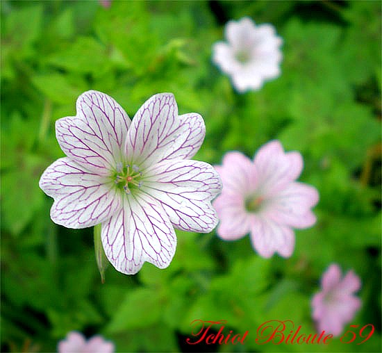Image hébergée par Casimages.com : votre hébergeur d images simple et gratuit