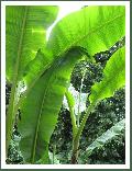 Cliquez pour afficher l'image en taille r�elle