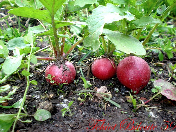 Image hébergée par Casimages.com : votre hébergeur d images simple et gratuit